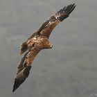 El vuelo del águila pescadora