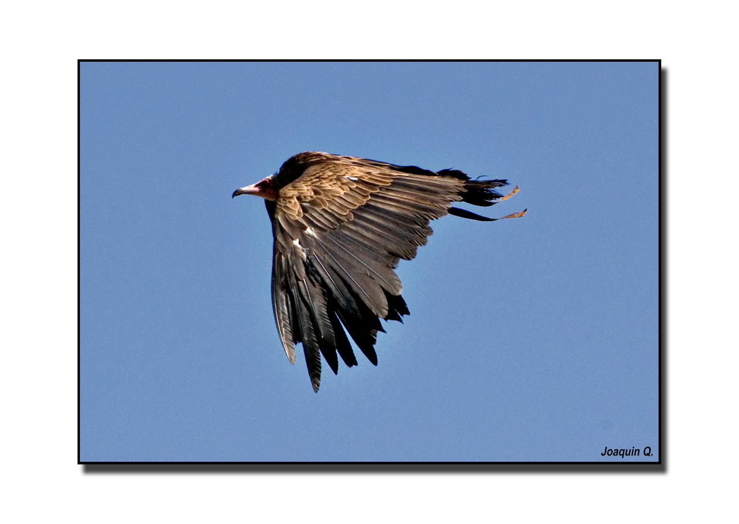 El vuelo del buitre