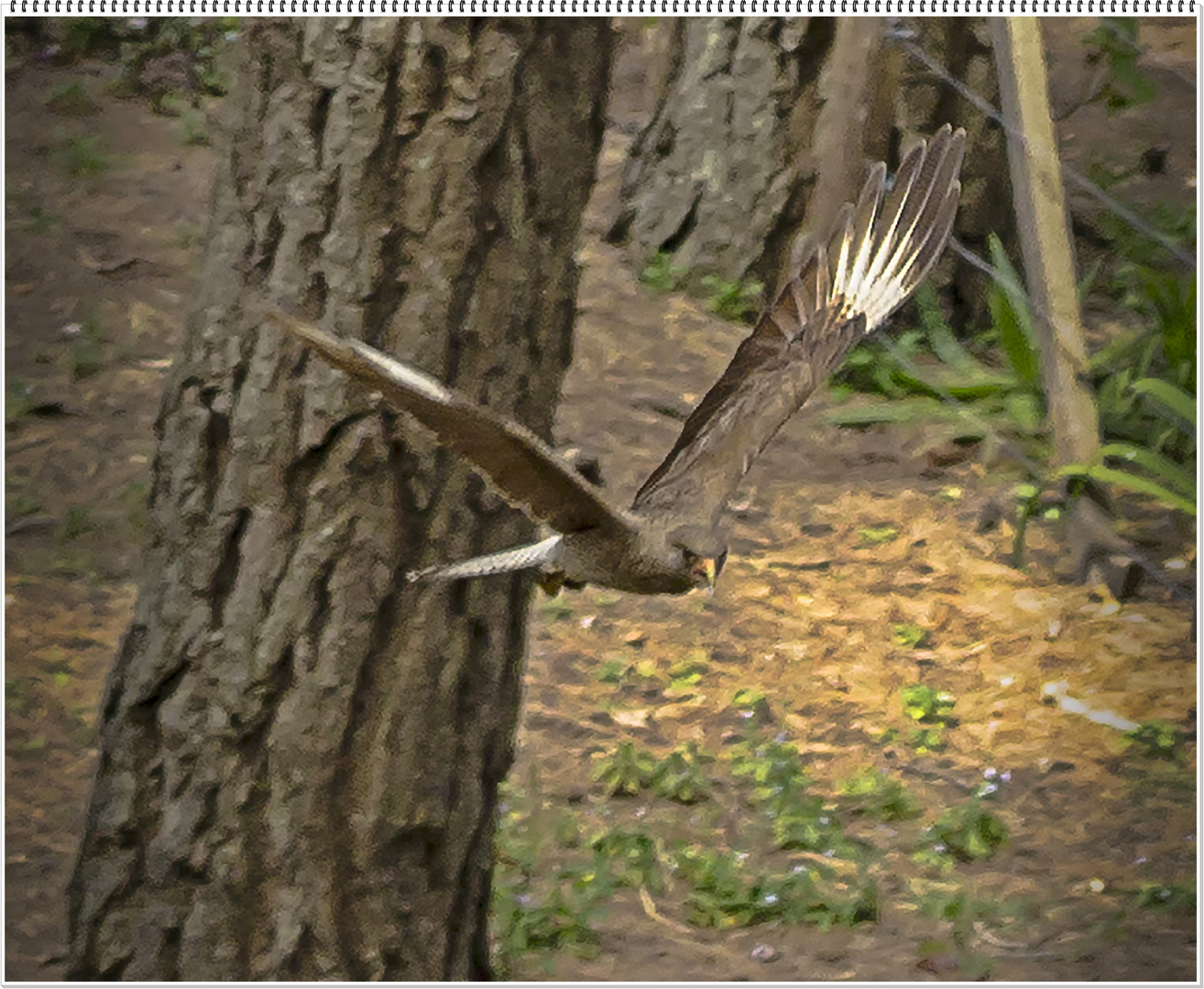 El vuelo del chimango