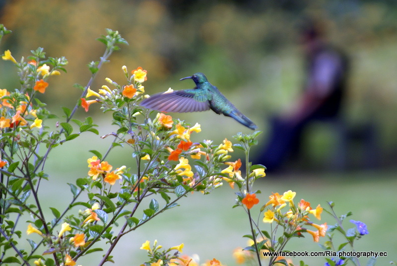 El vuelo del colibrí