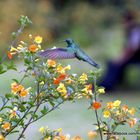 El vuelo del colibrí