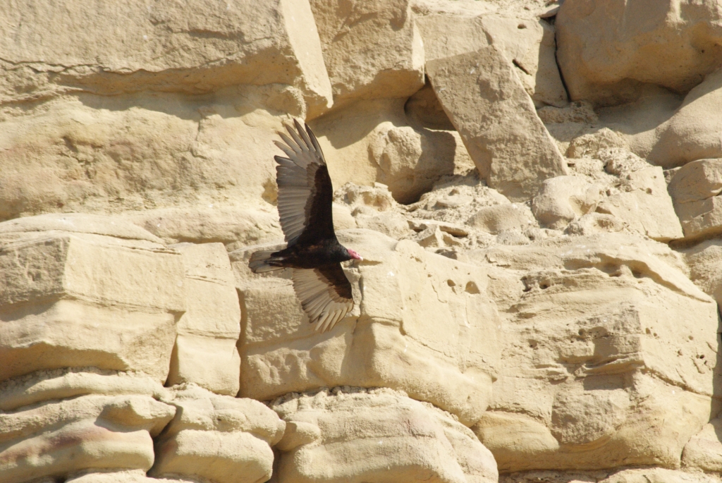 el vuelo del Condor (finto)