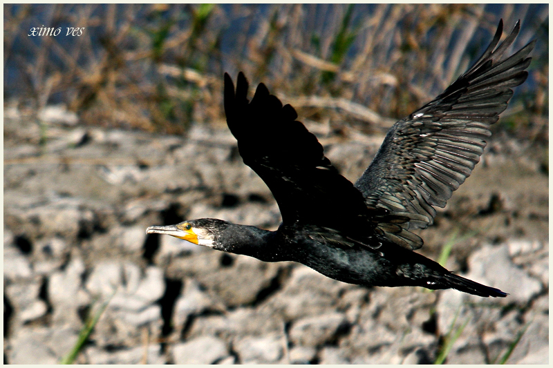 EL VUELO DEL CORMORÁN