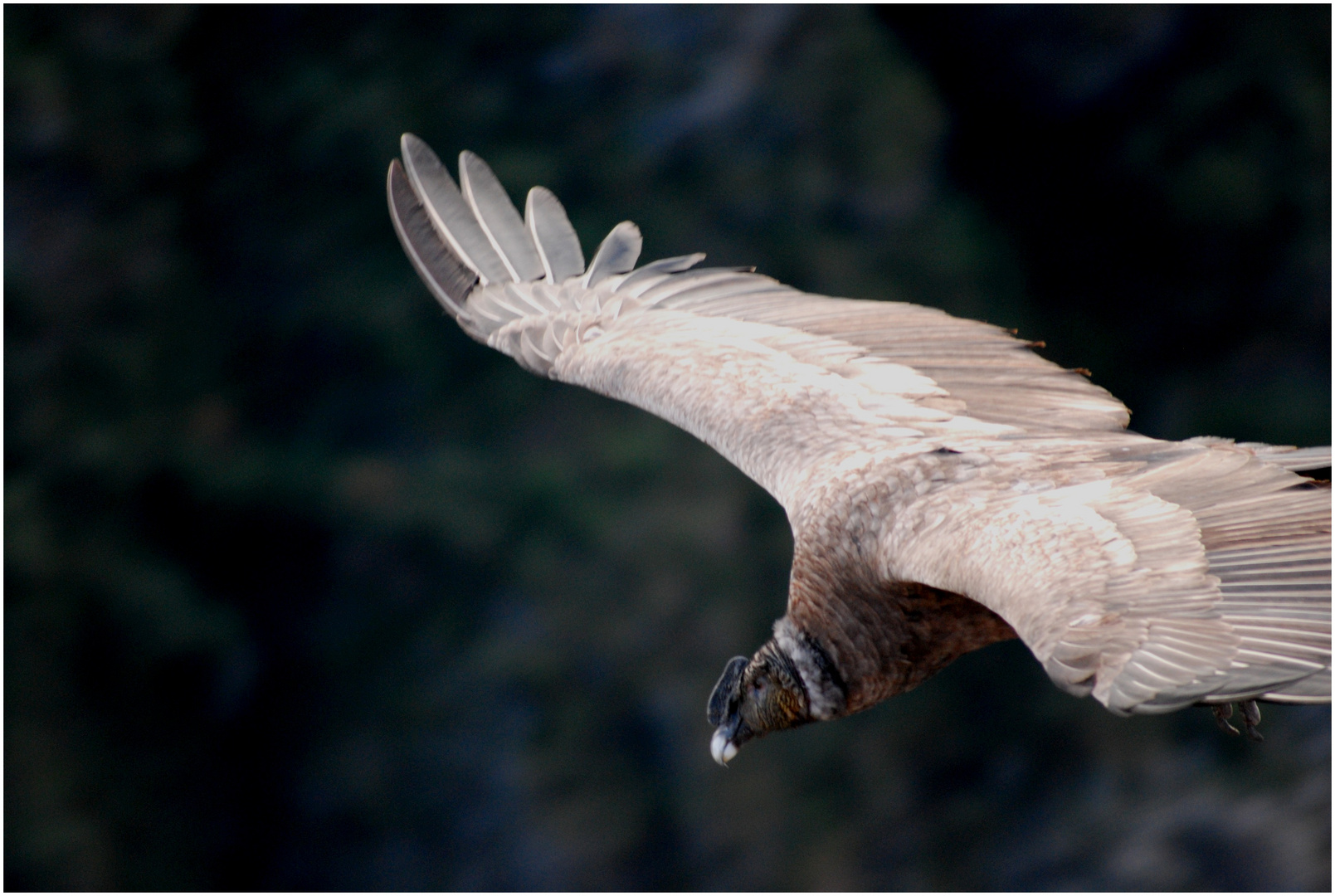 el vuelo del juvenil