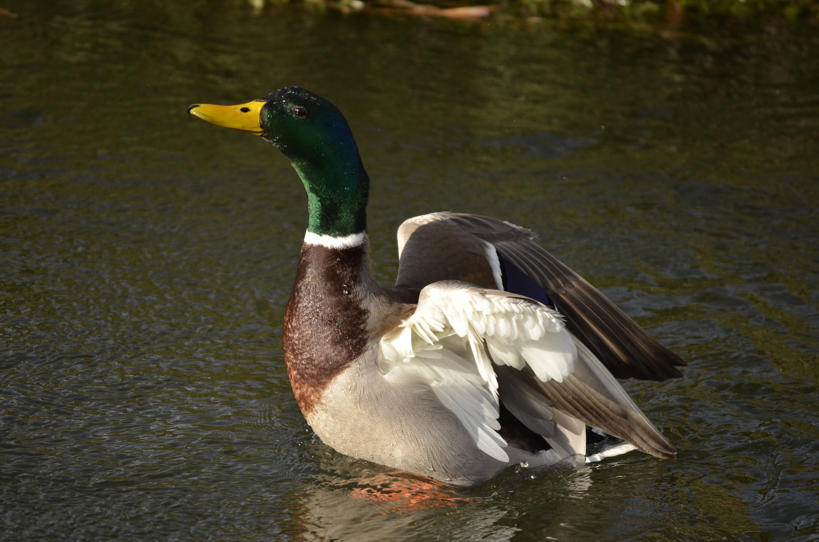 EL VUELO DEL PATO