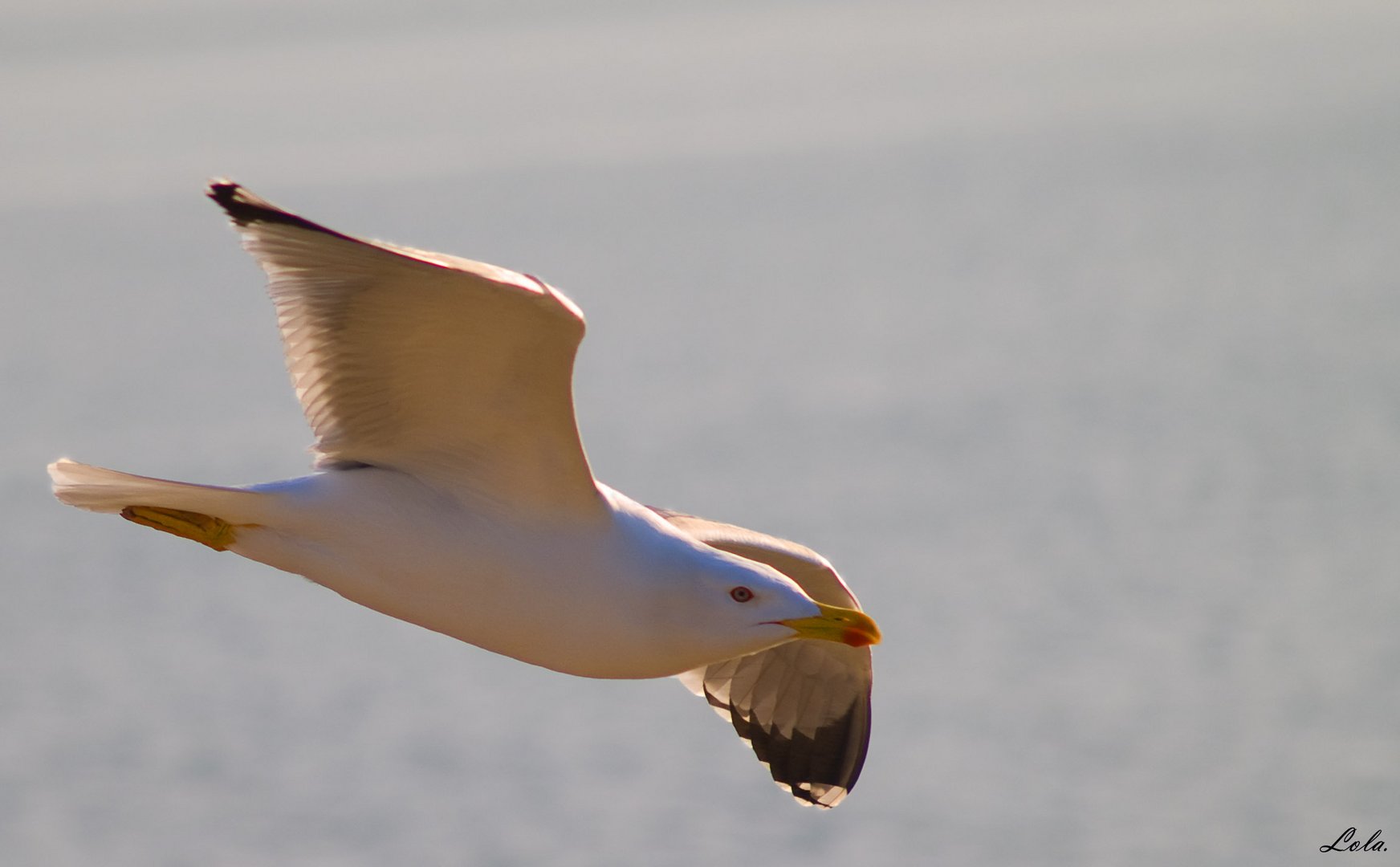 El vuelo. Para Rafa Ramos.