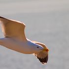 El vuelo. Para Rafa Ramos.