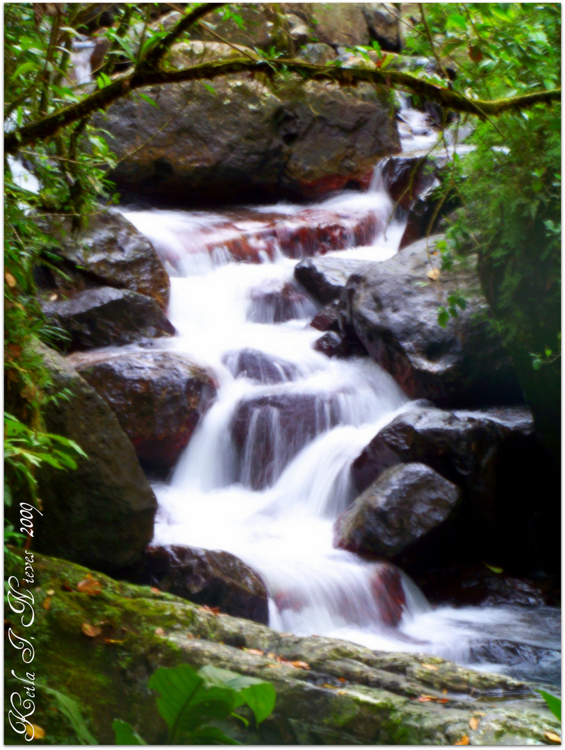 El Yunque Rain forest