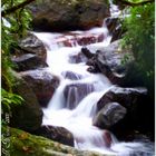 El Yunque Rain forest