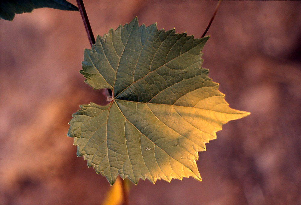 ELABORATORE DI CLOROFILLA