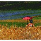 ELABORAZIONE DELLA FOTO castelluccio2015 Pantani238 Mini di FAUSTA FILIPPONI