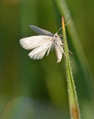 Elachista argentella #2