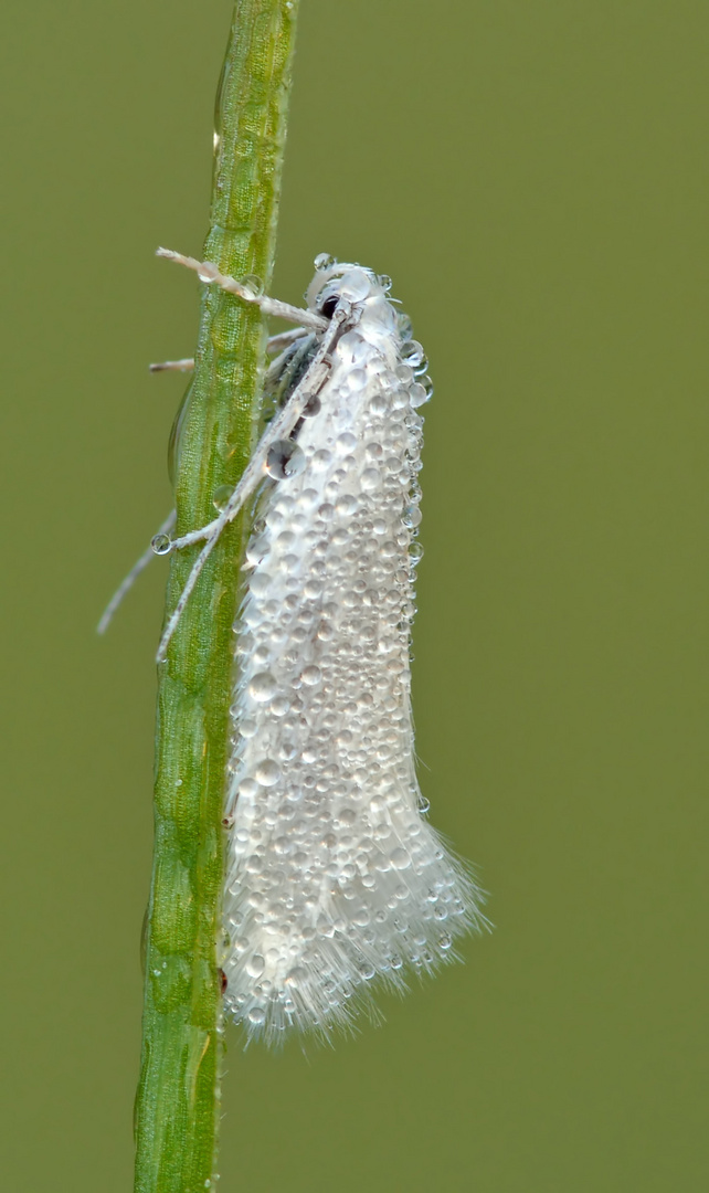 Elachista argentella #2