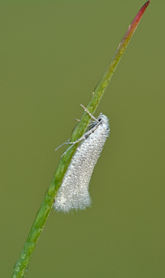 Elachista argentella #3