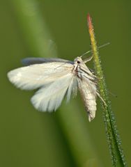 Elachista argentella