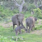 Elafantenherde im Yala-Nationalpark