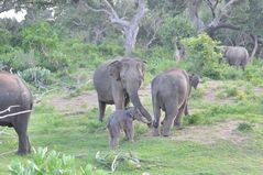 Elafantenherde im Yala-Nationalpark