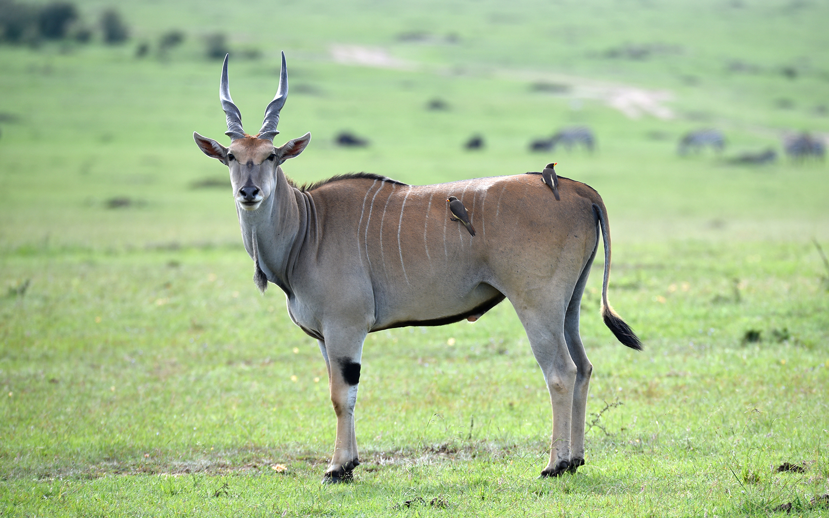 Elan - Antilope