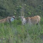 Elan Antilope............DSC_4161