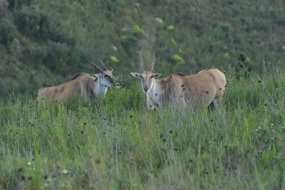 Elan Antilope............DSC_4161