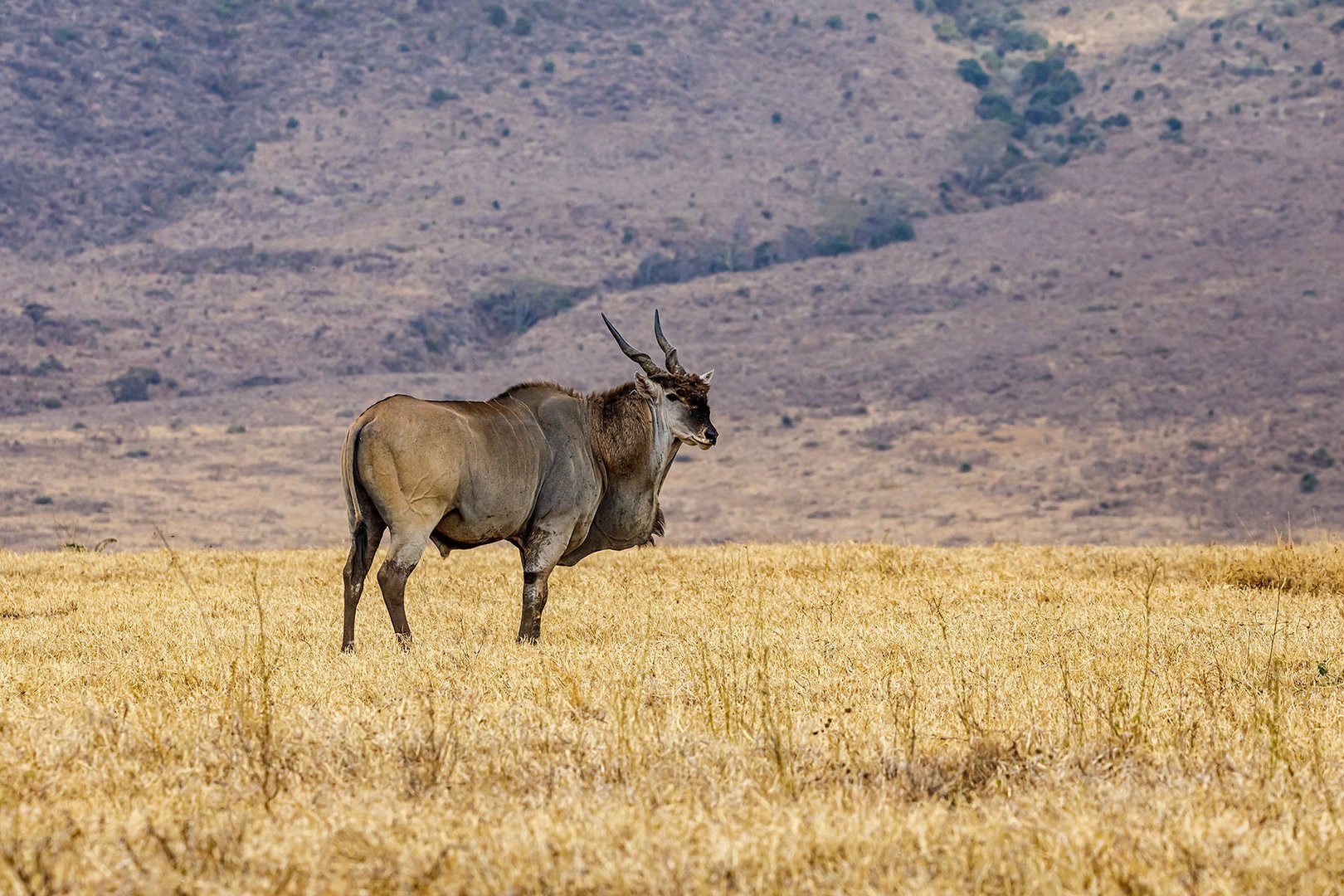 Elanantilope