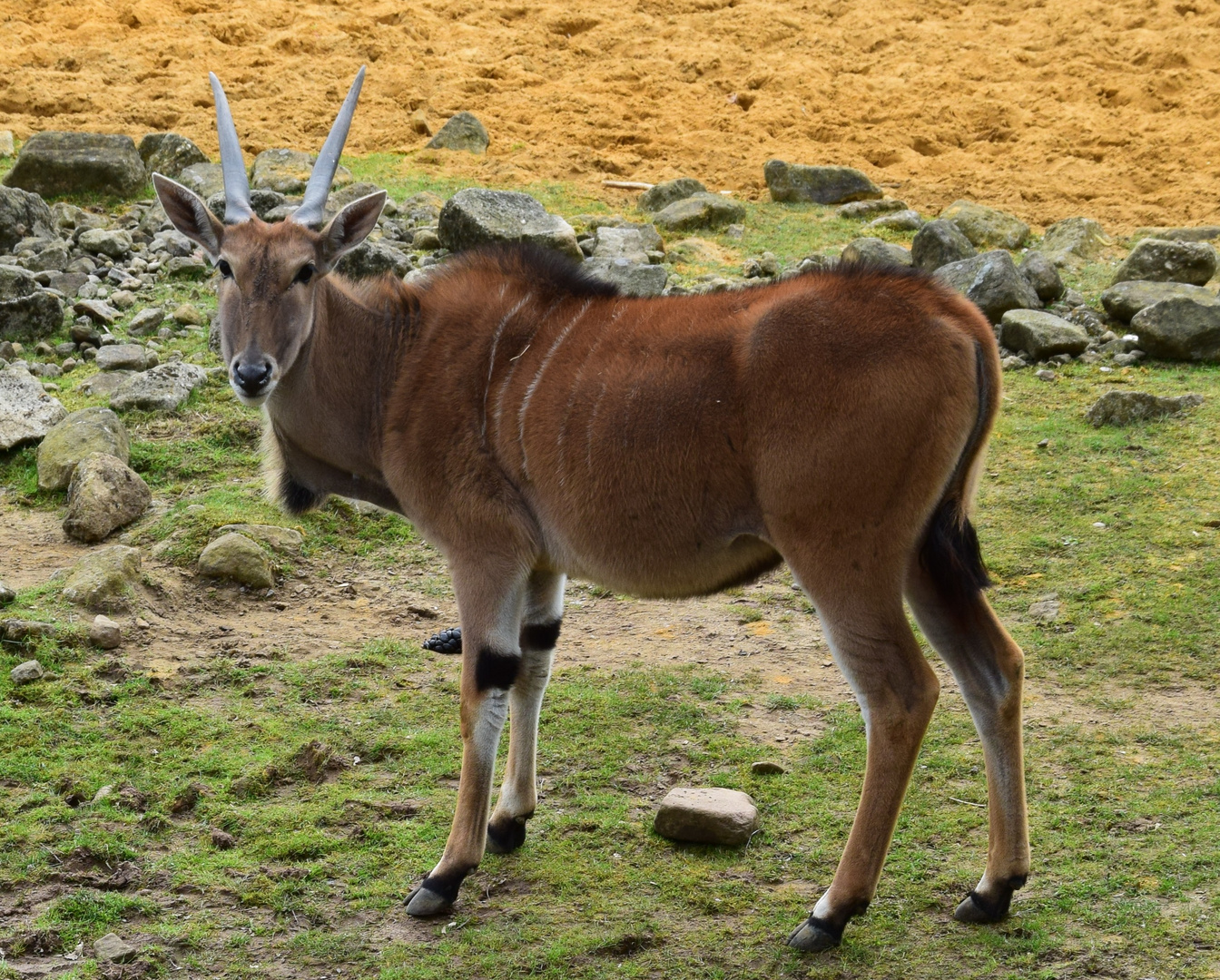 Elanantilope