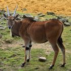 Elanantilope