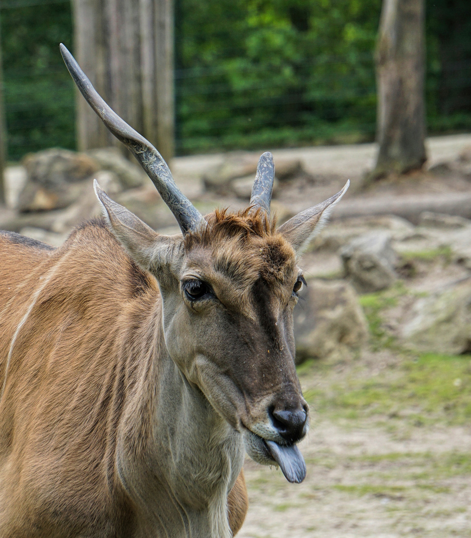 Elanantilope