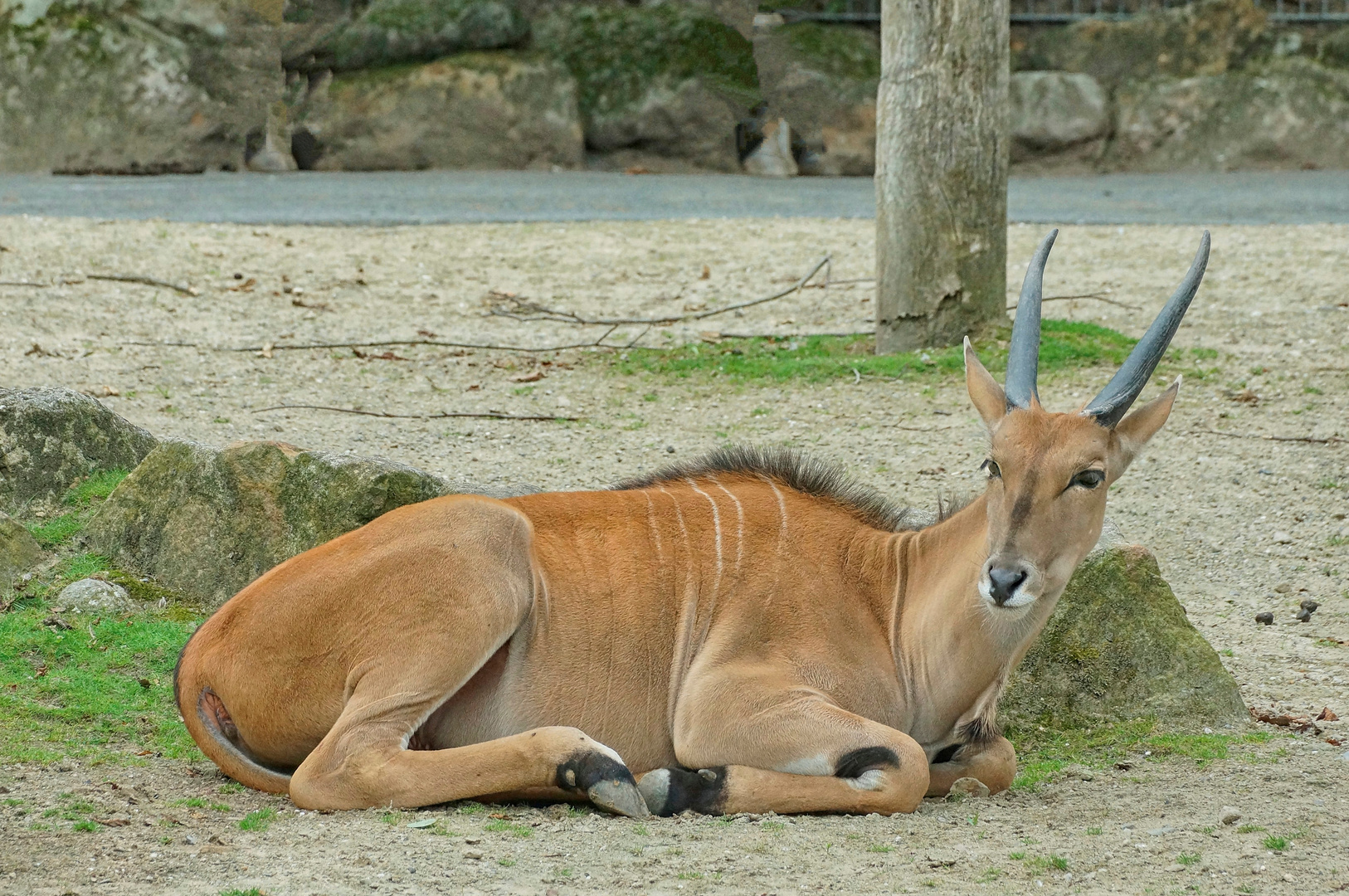 Elanantilope