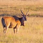 Elanantilope