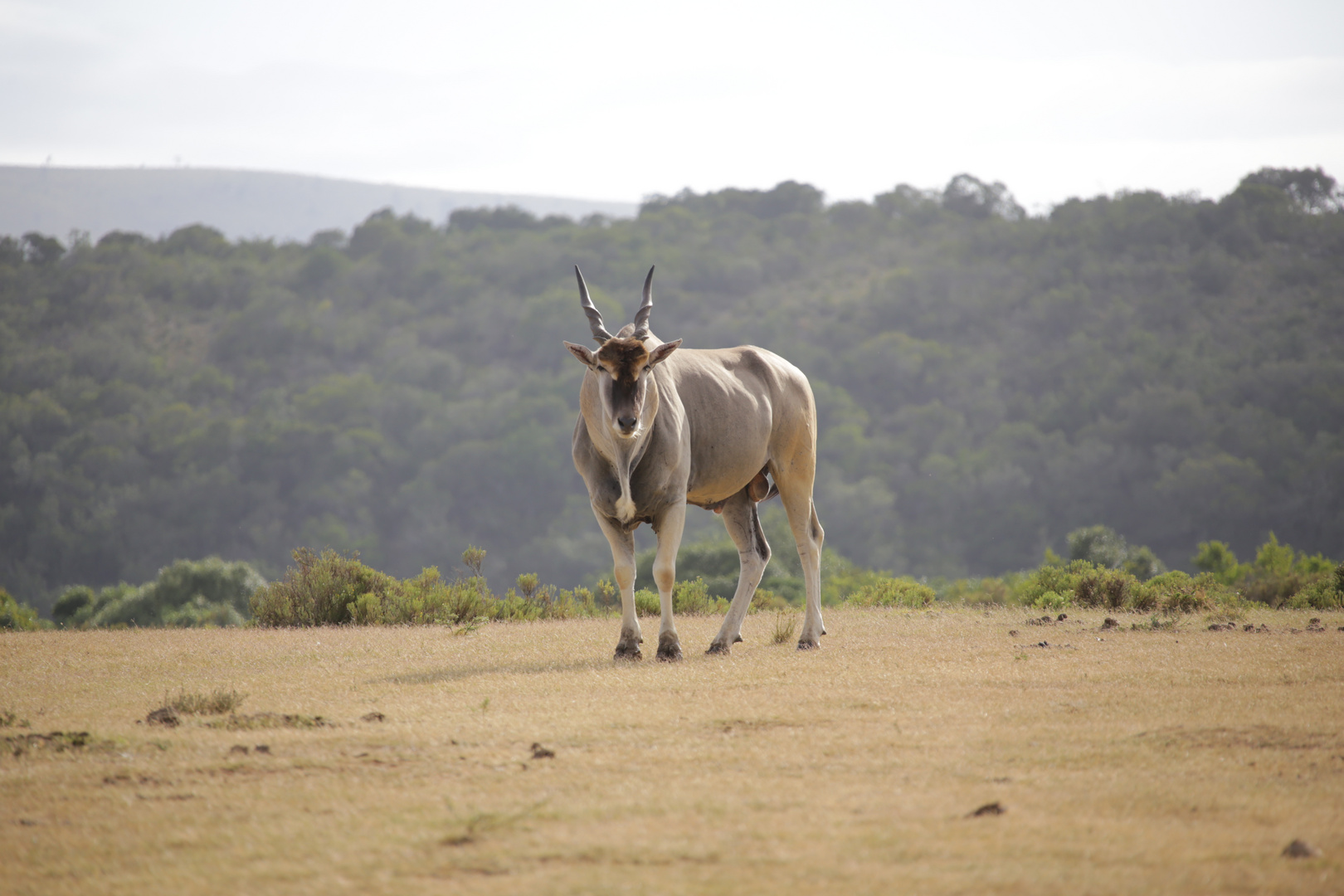 Elanantilope