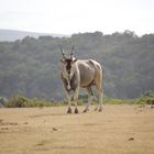 Elanantilope