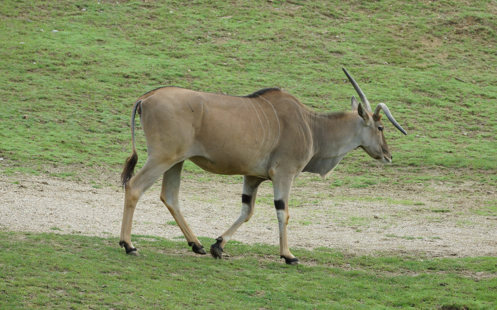 Elanantilope