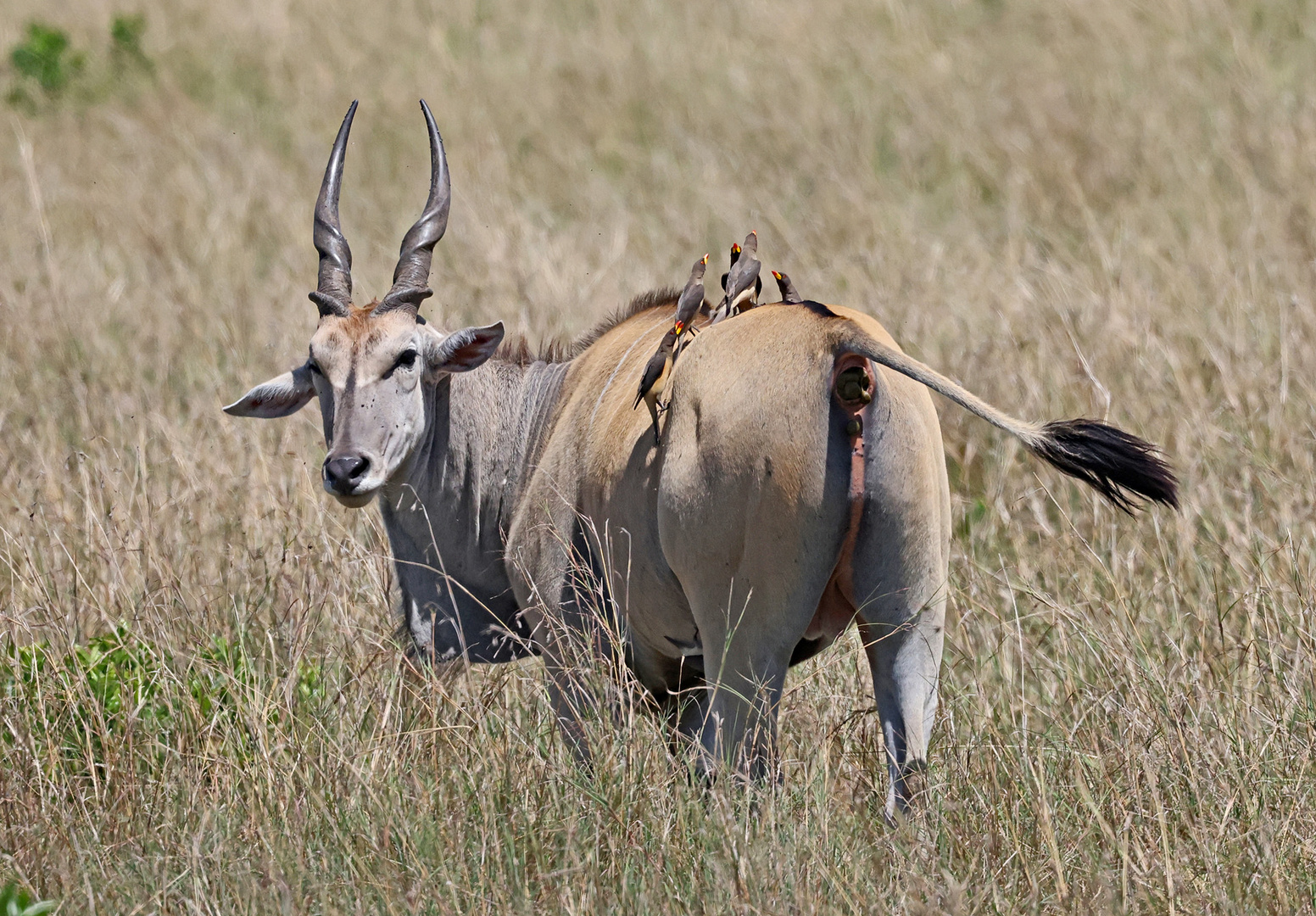 Elanantilope with Birds