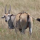 Elanantilope with Birds