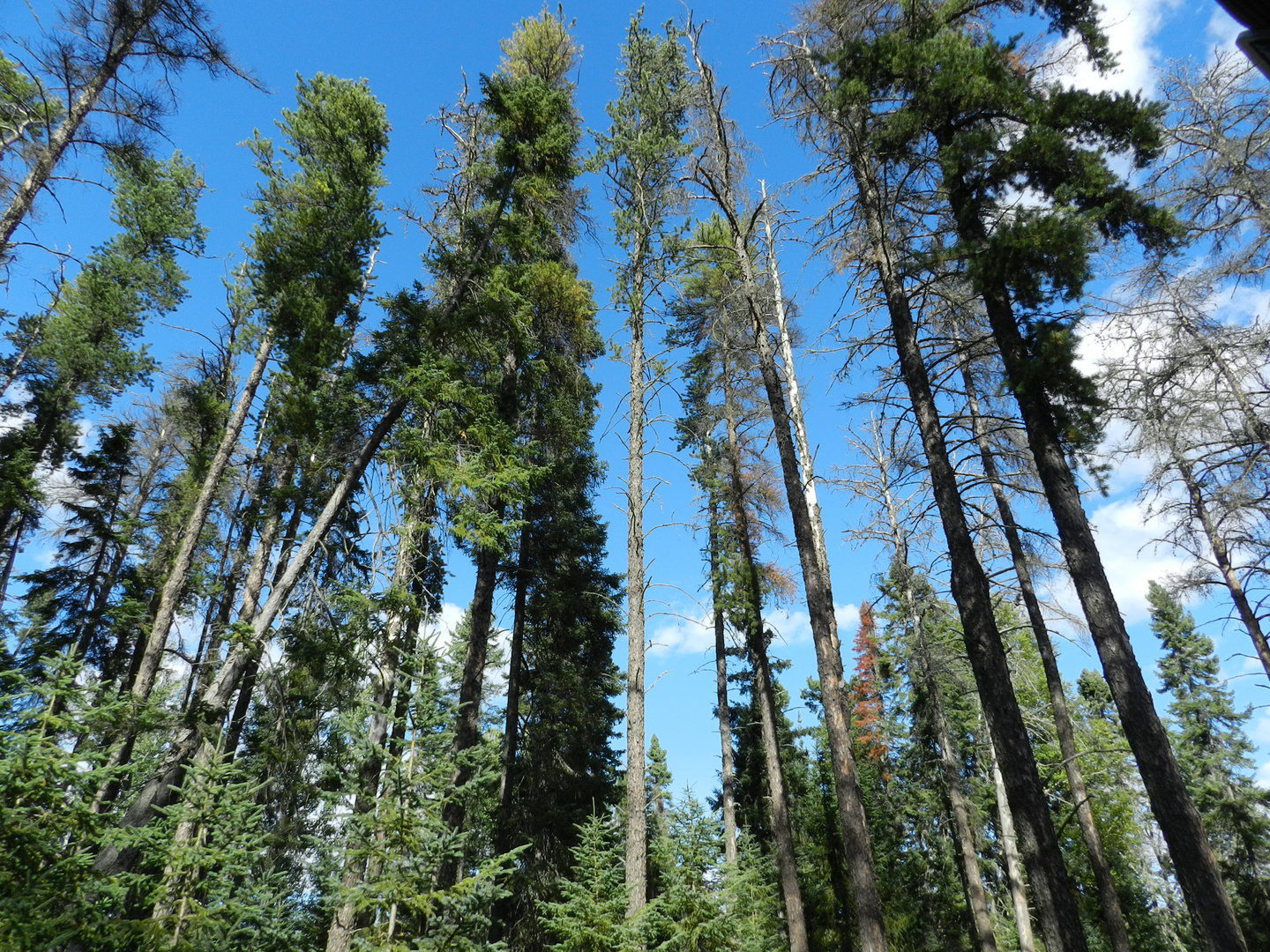 Elancés vers le ciel