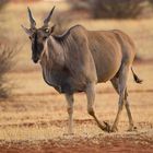 Eland