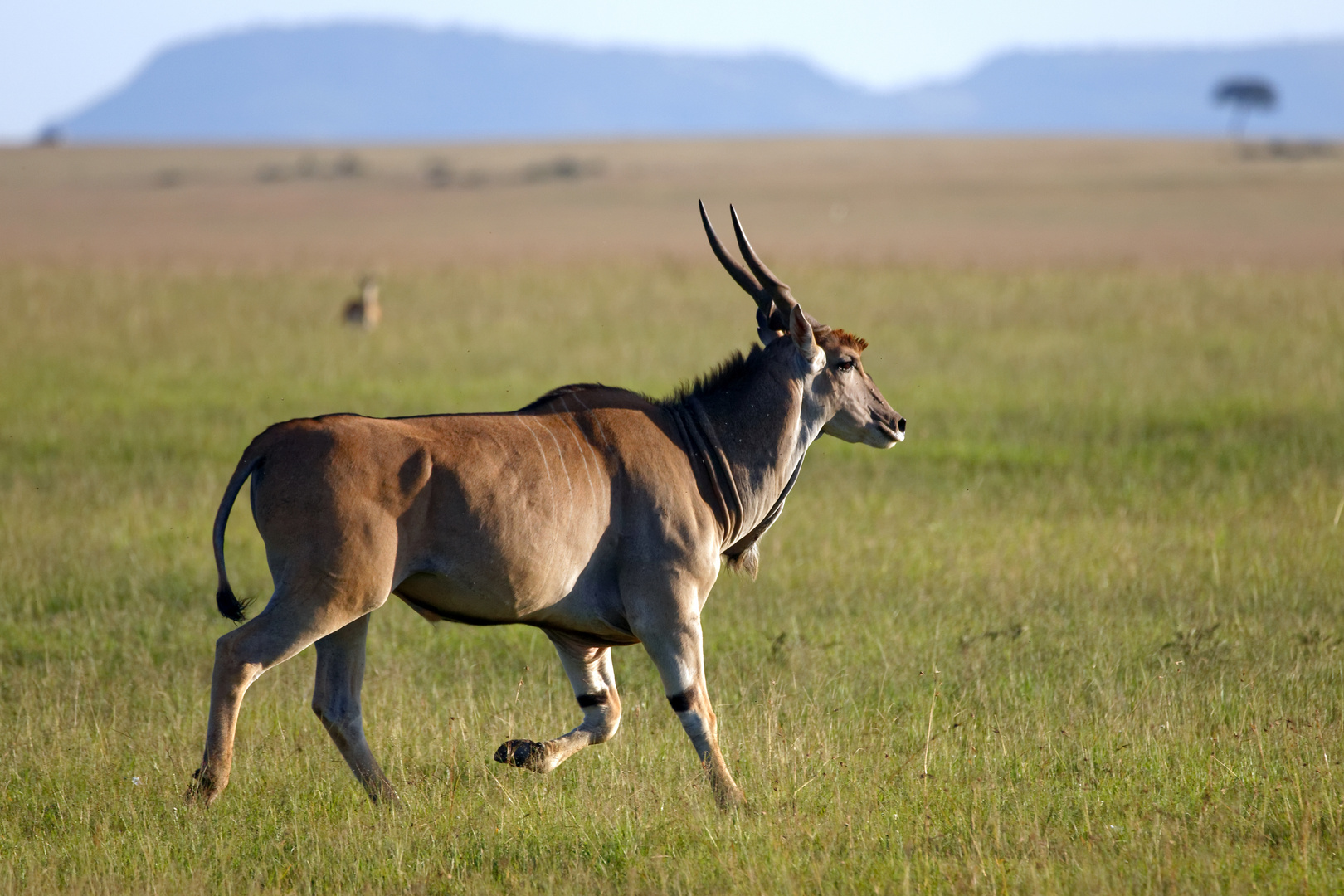 Eland