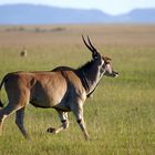 Eland