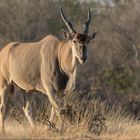 Eland