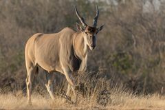 Eland