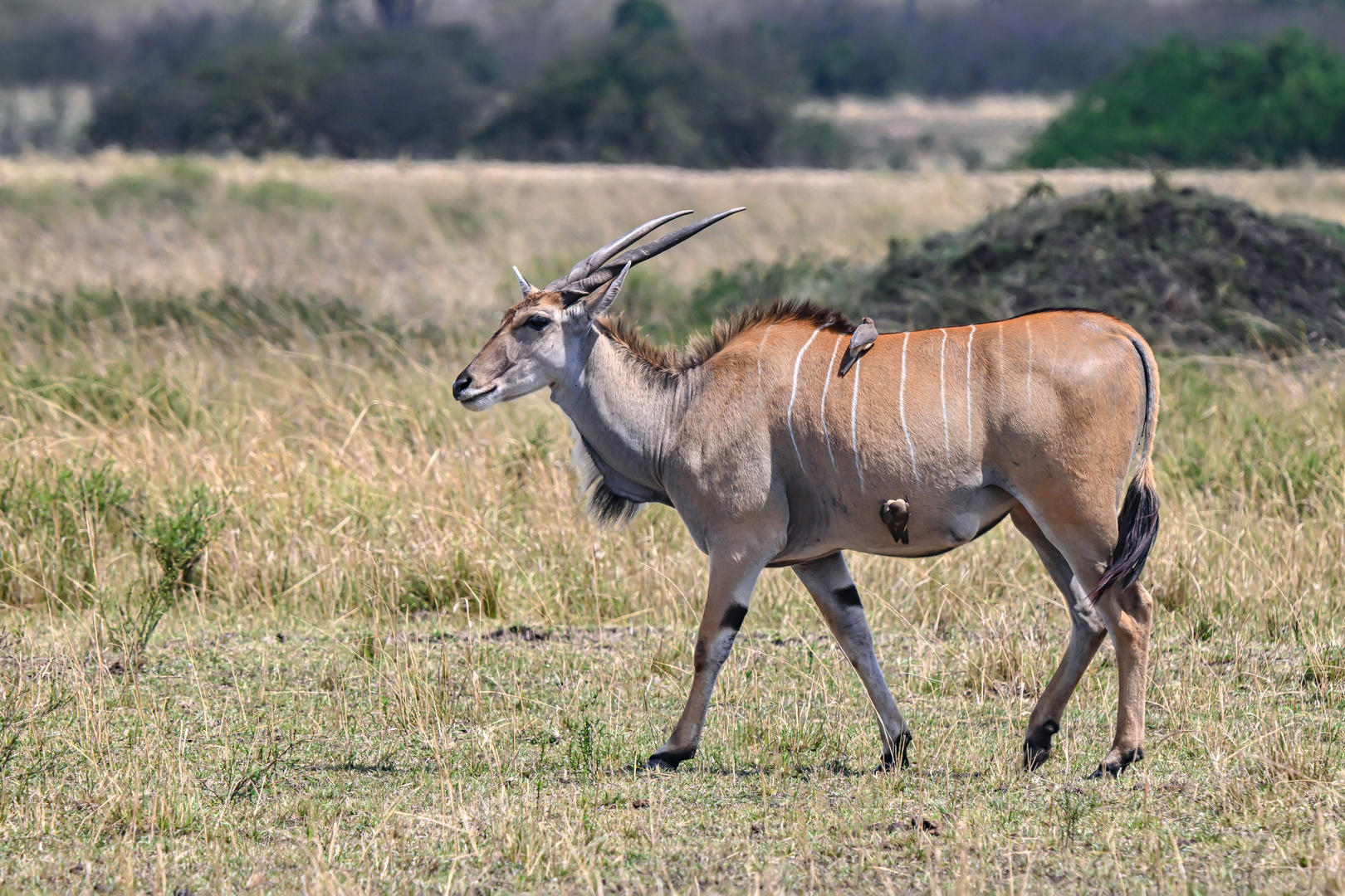 Eland