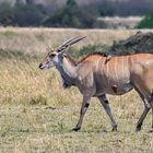 Eland