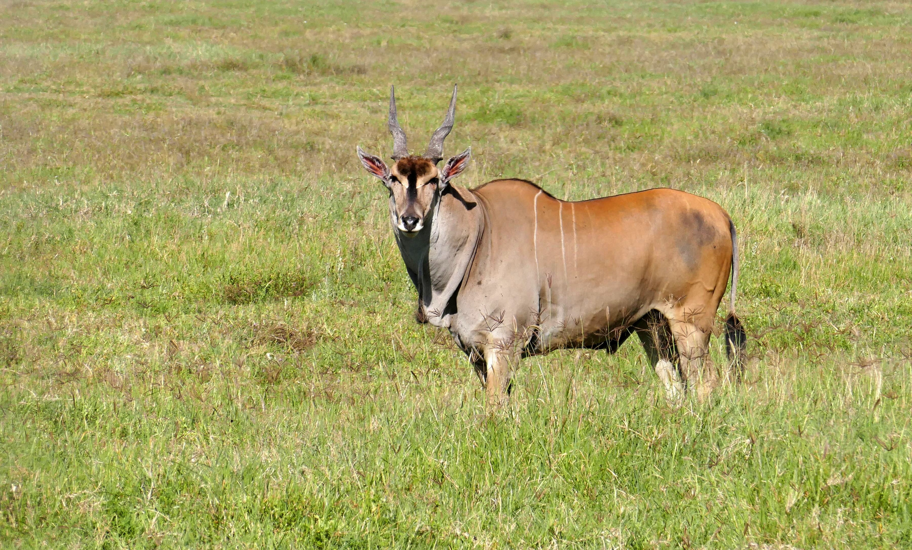 ...Eland Antilope...