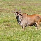 ...Eland Antilope...