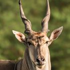 Eland Antilope