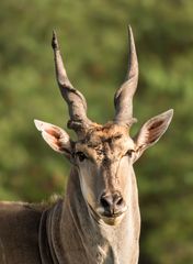 Eland Antilope