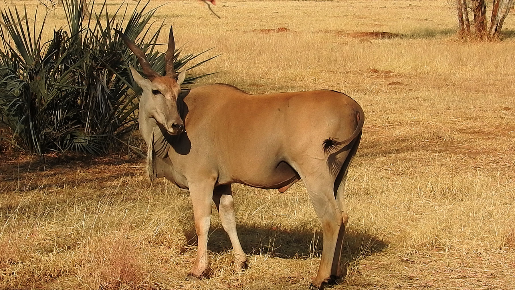 Eland-Antilope wenig scheu