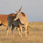 Eland Antilopen