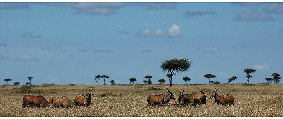 Eland Antilopen in der Masai Mara